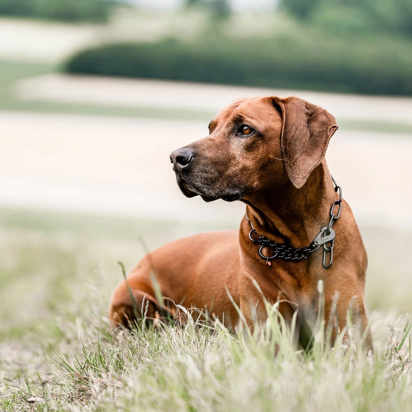 Sprenger Black Stainless Adjustable Fursaver with Hook - 4mm