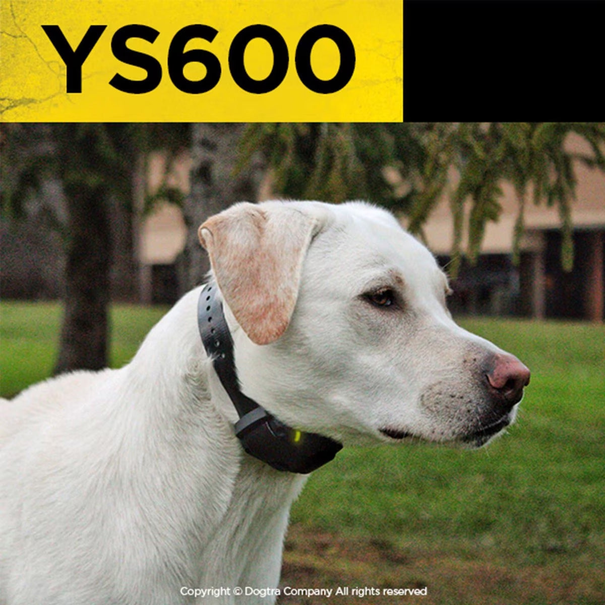 Dogtra YS600 No Bark Collar