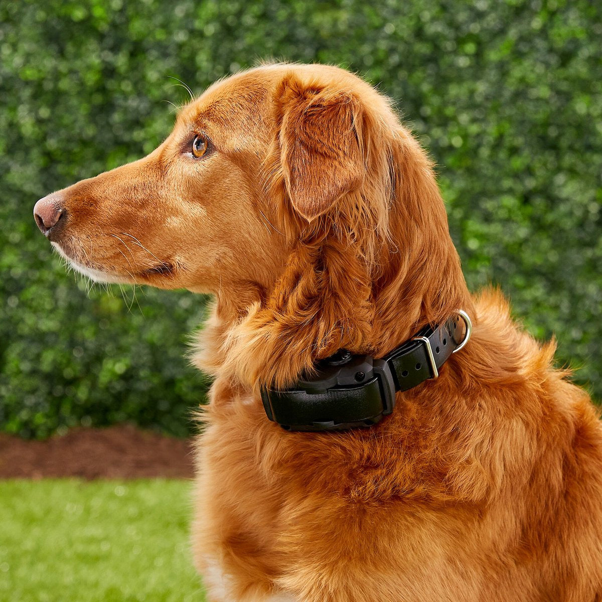 Dogtra YS600 No Bark Collar