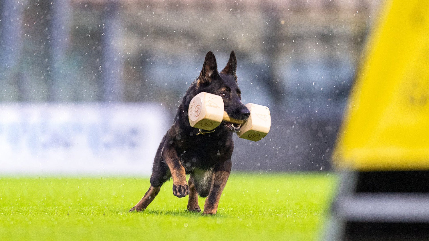 DogSport Gear Canada